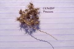 Cenchrus biflorus